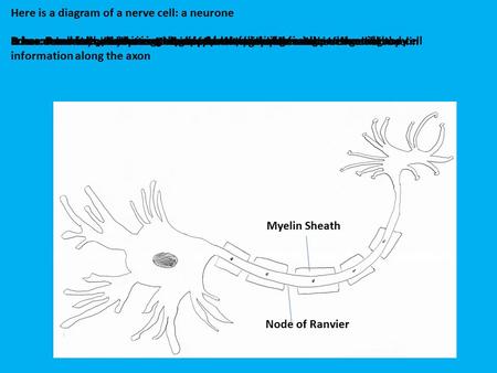 Nucleus Axon Schwann cells Axon terminal buttons Cell body (soma) Dendrite Here is a diagram of a nerve cell: a neurone It has: A cell body, containing.