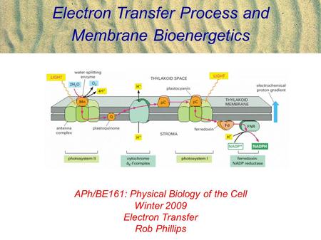 Electron Transfer Process and Membrane Bioenergetics