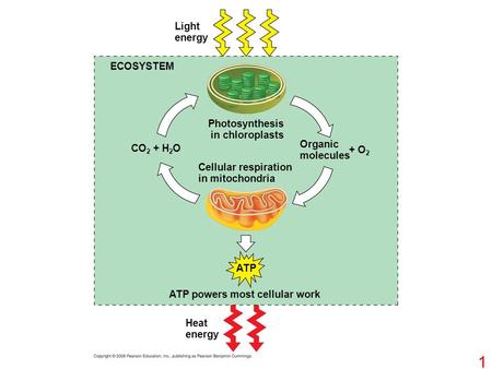 Light energy ECOSYSTEM Photosynthesis in chloroplasts CO 2 + H 2 O Cellular respiration in mitochondria Organic molecules + O 2 ATP powers most cellular.