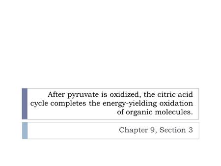 After pyruvate is oxidized, the citric acid cycle completes the energy-yielding oxidation of organic molecules. Chapter 9, Section 3.