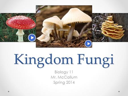 Kingdom Fungi Biology 11 Mr. McCallum Spring 2014.