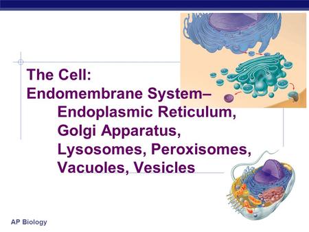 AP Biology The Cell: Endomembrane System– Endoplasmic Reticulum, Golgi Apparatus, Lysosomes, Peroxisomes, Vacuoles, Vesicles.