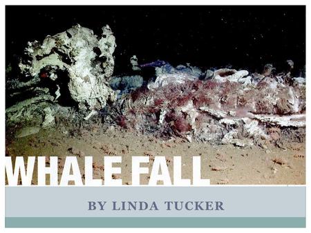 BY LINDA TUCKER. The Whale Fall Process When a whale dies, the carcass sinks to the ocean floor Carcass provides food and energy for organisms Unique.