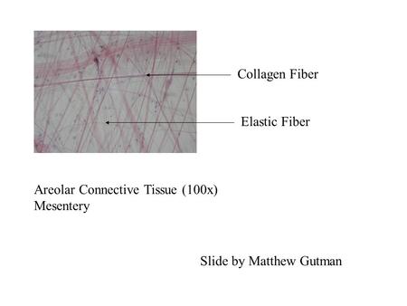 Collagen Fiber Elastic Fiber Areolar Connective Tissue (100x)