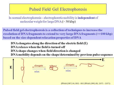 Pulsed Field Gel Electrophoresis In normal electrophoresis - electrophoretic mobility is independent of molecular weight for large DNA (> 50 kbp) elongate.