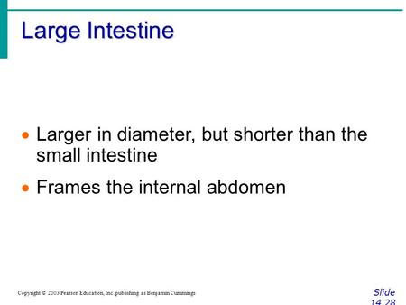Large Intestine Slide 14.28 Copyright © 2003 Pearson Education, Inc. publishing as Benjamin Cummings  Larger in diameter, but shorter than the small.