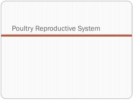 Poultry Reproductive System