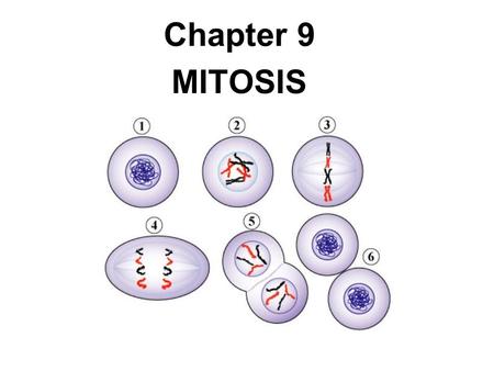 Chapter 9 MITOSIS Copyright © The McGraw-Hill Companies, Inc. Permission required for reproduction or display.