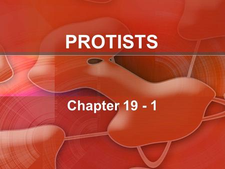 PROTISTS Chapter 19 - 1.