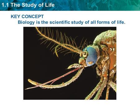 1.1 The Study of Life KEY CONCEPT Biology is the scientific study of all forms of life.