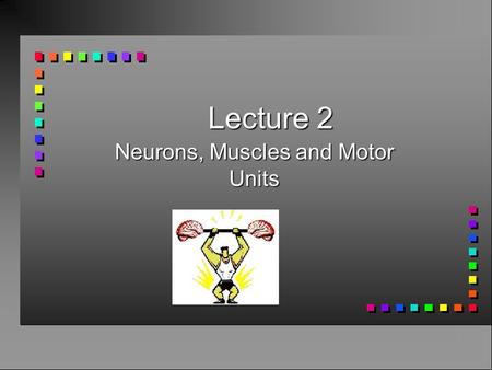 Lecture 2 Neurons, Muscles and Motor Units. Voluntary movement begins.... Brain Spinal cord Motor nerves Muscles.