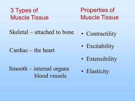 3 Types of Muscle Tissue Properties of Muscle Tissue