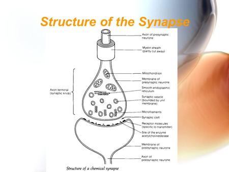 Structure of the Synapse The Structure and function of the synapse WALT That synapses occur between neurones How the nervous impulse is transmitted across.