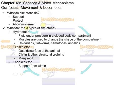 Chapter 49: Sensory & Motor Mechanisms