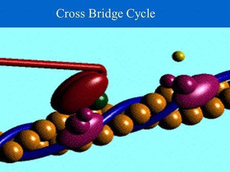 Cross Bridge Cycle.