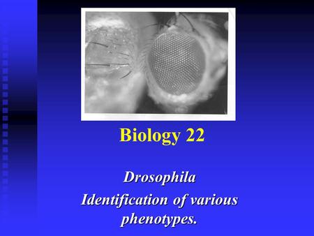 Biology 22 Drosophila Identification of various phenotypes.