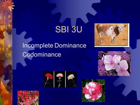 SBI 3U Incomplete Dominance Codominance. Mendel’s experiments illustrate complete dominance - offspring always resembled one of the two parents The dominant.