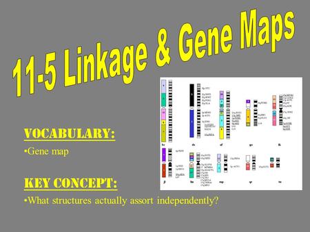 VOCABULARY: Gene map KEY CONCEPT: What structures actually assort independently?