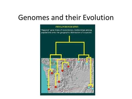 Genomes and their Evolution. Comparisons of genomes among organisms provide information about the evolutionary history of genes and taxonomic groups What.