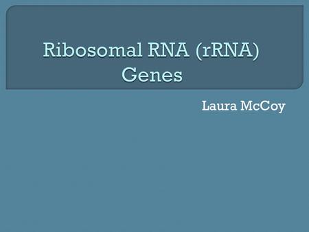 Laura McCoy.  rRNA genes are a multi-gene family  Located in the nucleolus of the cell  Genes are found in tandem arrays  rRNA plus ribosomal proteins.