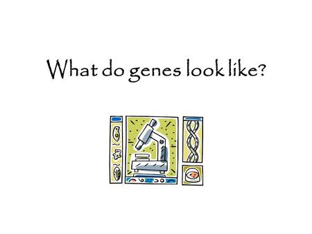 What do genes look like?.