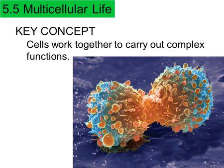 KEY CONCEPT Cells work together to carry out complex functions. 5.5 Multicellular Life.