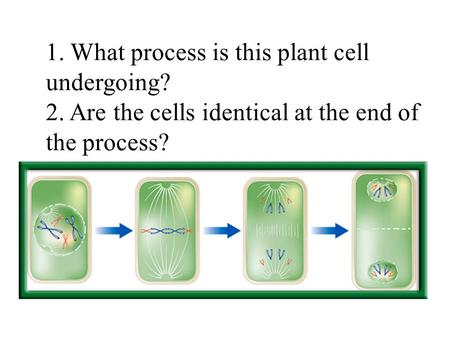 1. What process is this plant cell undergoing? 2. Are the cells identical at the end of the process?