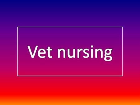 Why I chose vet nursing as a career. Pictures.