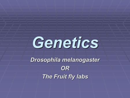 Drosophila melanogaster OR The Fruit fly labs