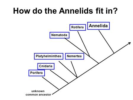 How do the Annelids fit in? unknown common ancestor Porifera Cnidaria PlatyhelminthesNemertea Nematoda Rotifera Annelida.