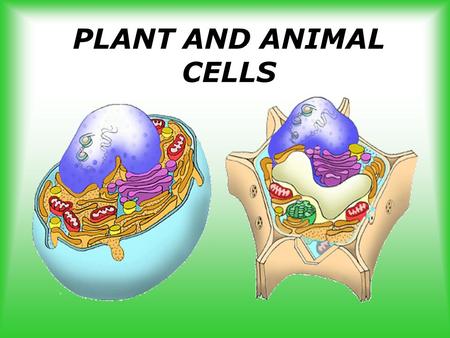 PLANT AND ANIMAL CELLS. Early Scientists’ Contributions: Record notes on pages 2 and 3.