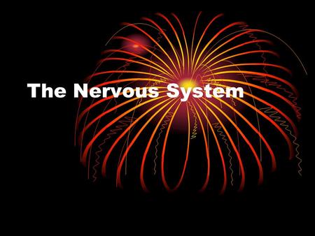 The Nervous System. Functions Reception Interpretation Integration Control of homeostasis Mental Acuity Control of Muscle and Glands.