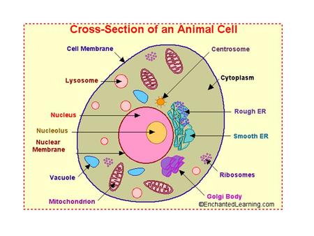 cell membrane - the thin layer of protein and fat that surrounds the cell. The cell membrane is semipermeable, allowing some substances to pass into the.