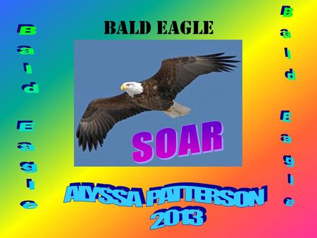 Bald eagle Bald Eagle Bald Eagle SOAR ALYSSA PATTERSON 2013.