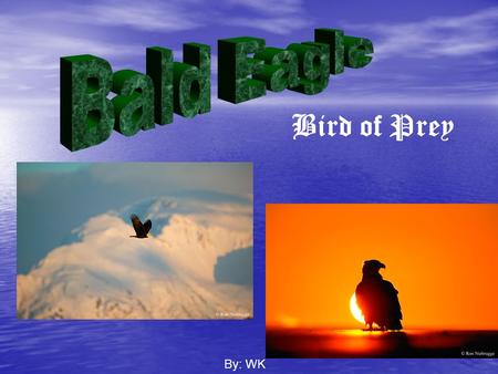 Bald Eagle Bird of Prey By: WK.