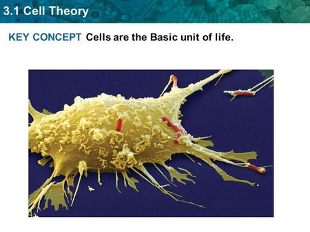 3.1 Cell Theory KEY CONCEPT Cells are the Basic unit of life.