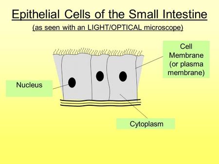 Epithelial Cells of the Small Intestine