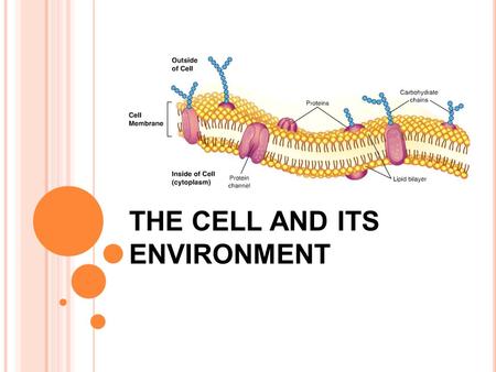 THE CELL AND ITS ENVIRONMENT. HOMEOSTASIS Homeostasis- “ steady state” or balance cells constantly seek homeostasis The Cell Membrane is responsible for.