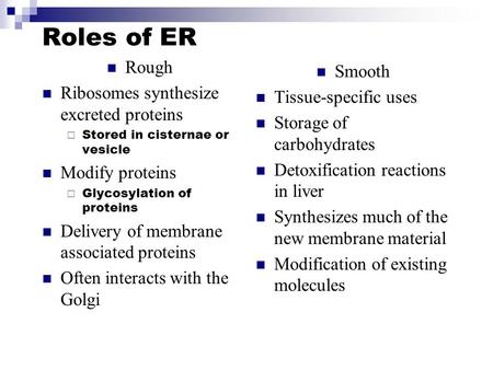 Roles of ER Rough Ribosomes synthesize excreted proteins  Stored in cisternae or vesicle Modify proteins  Glycosylation of proteins Delivery of membrane.