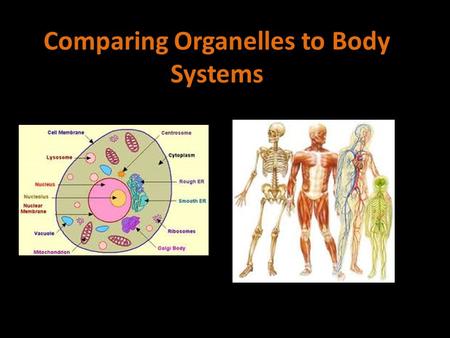 Comparing Organelles to Body Systems. Cell Wall A stiff wall surrounding the cell membrane of a plant cell needed for protection Responsible for the shape/support.