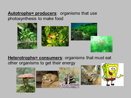 Autotrophs= producers:  organisms that use photosynthesis to make food
