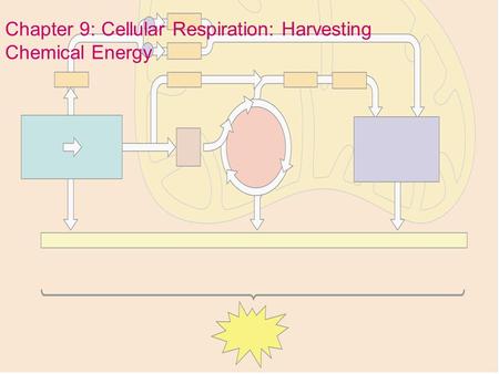 Chapter 9: Cellular Respiration: Harvesting Chemical Energy.