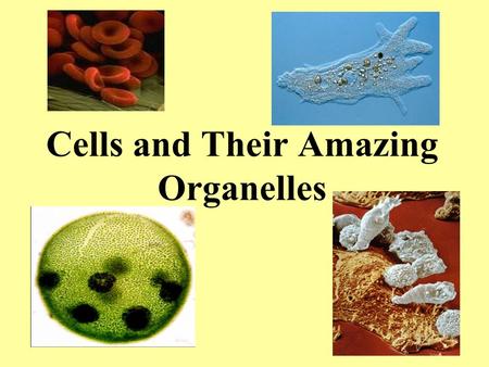 Cells and Their Amazing Organelles. Cells can be … Prokaryotic - no membrane bound organelles Eukaryotic - membrane bound organelles.