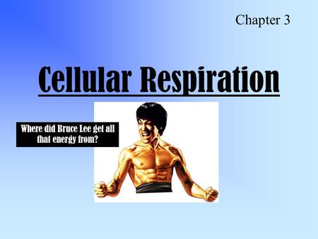 Cellular Respiration Chapter 3 Where did Bruce Lee get all that energy from?