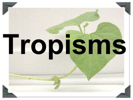 Tropisms.