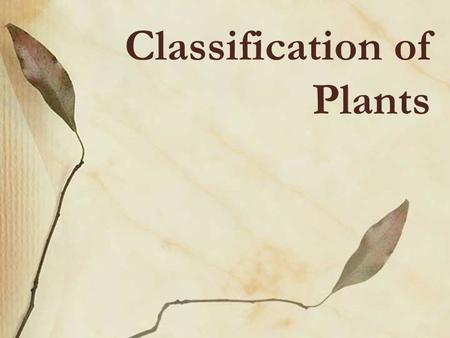 Classification of Plants. The Plant Life Cycle A plant alternates between 2 adult phases during its lifetime. The SPOROPHYTE or diploid phase (2n) is.
