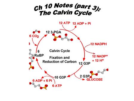 Carbon enters the cycle in the form of CO 2 and leaves in the form of sugar (C 6 H 12 O 6 ) ATP and NADPH are consumed.