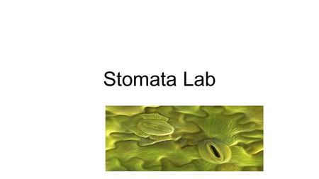 Stomata Lab. Transpiration The evaporation of water through plant leaves Has the same effect on plant leaves as perspiration does on human skin. As water.