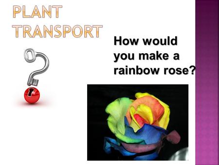 How would you make a rainbow rose?. Success ! To relate the structure of xylem and phloem to their function (A Grade) To explain how substances are transported.