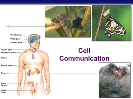 Cell Communication  2007-2008.